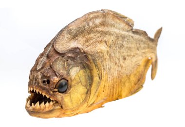 Piranha balık izole