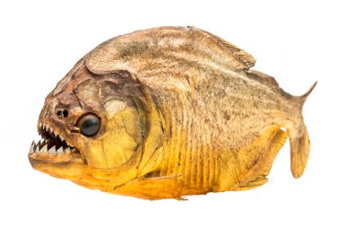 Piranha balık izole