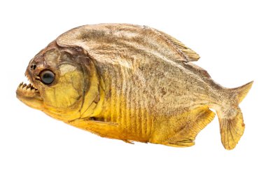 Piranha balık izole