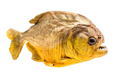 Piranha balık izole