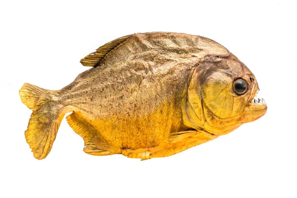 Piranha vis op geïsoleerde — Stockfoto