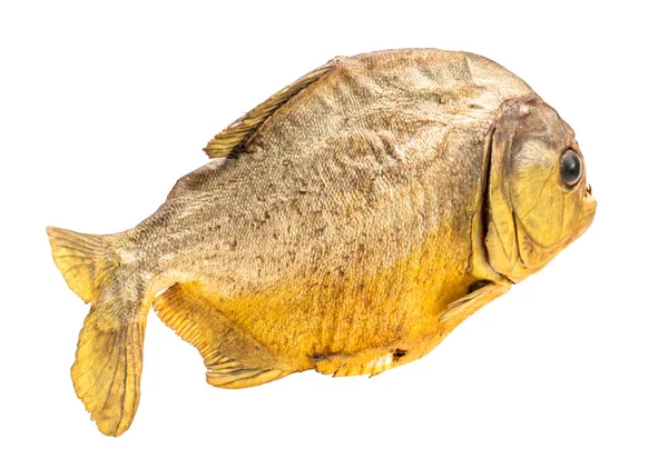 Piranha vis op geïsoleerde — Stockfoto