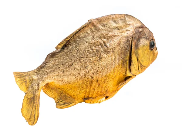 Piranha vis op geïsoleerde — Stockfoto