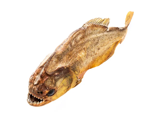 Piranha vis op geïsoleerde — Stockfoto