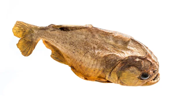 Piranha vis op geïsoleerde — Stockfoto