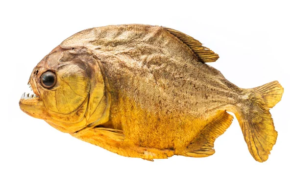 Piranha vis op geïsoleerde — Stockfoto