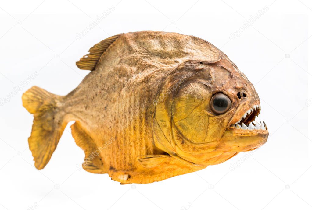 Piranha fish on isolated