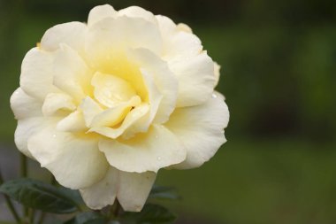 Çiçek arkaplanı olarak doğal krem yükseldi