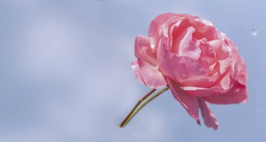 Mavi arka planda soluk pembe gül çiçeği