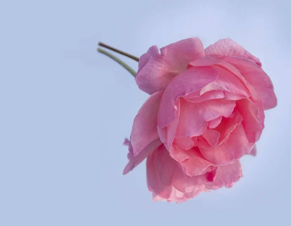 Pale pink rose flower on blue background