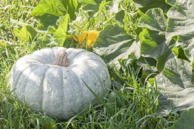 Balkabağı yaprakların arka planında çimlerin üzerinde yatıyor.