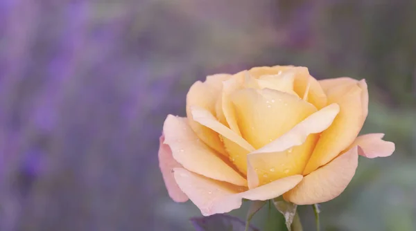 Natural yellow rose as a floral background