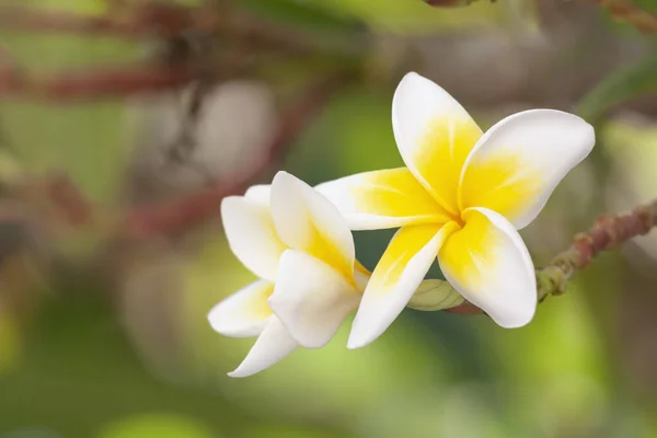 Hawaïaanse frangipani bloemen op een tak close-up — Stockfoto