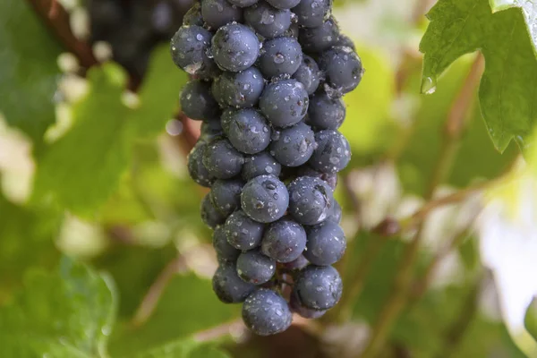 Grappolo d'uva appeso a una vite primo piano — Foto Stock