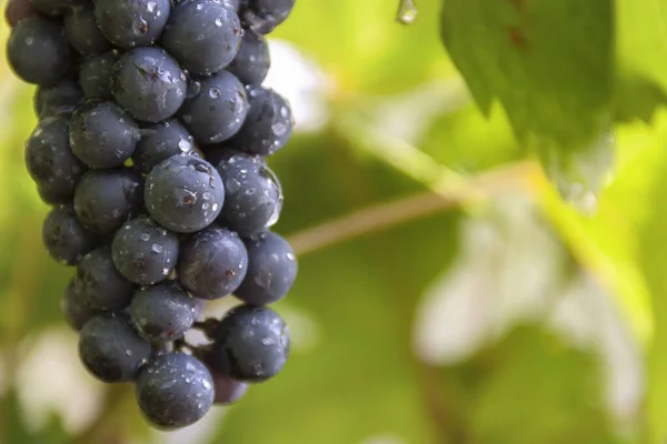 Grappolo d'uva appeso a una vite primo piano — Foto Stock