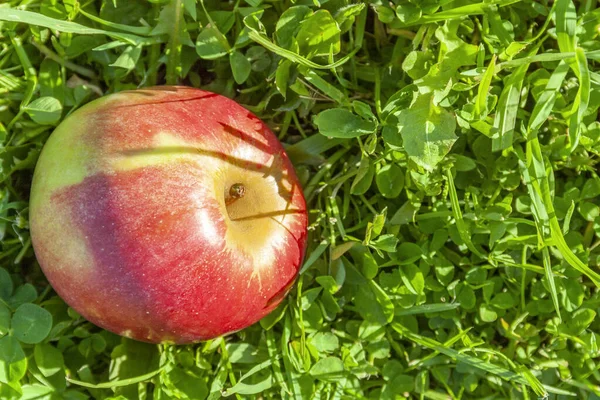 Red apple lying on green grass background — 图库照片