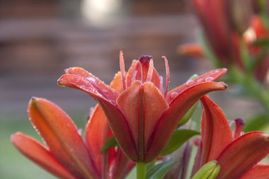 Kırmızı zambaklar ve çiğ damlaları şafak vakti arka planda