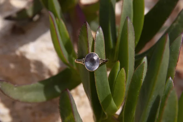 Un anillo con una gran piedra de alexandrita se puso en las hojas de la planta —  Fotos de Stock
