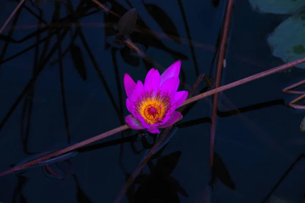 A pink water lily in the pond — 스톡 사진