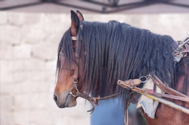 Orta Doğu 'da bir şehir sokağının arka planında turistleri sürmek için bir arabaya bağlanmış bir atın başı.