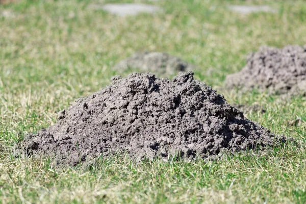 Köstebekler Çimlere Zarar Vermek Için Köstebek Yuvası Kazdılar — Stok fotoğraf