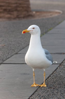 Kaldırımda duran gri kanatlı beyaz bir martı