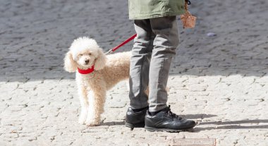 Bir çocuğun ayakları ve zemin üzerinde kırmızı tasmalı beyaz bir kaniş.