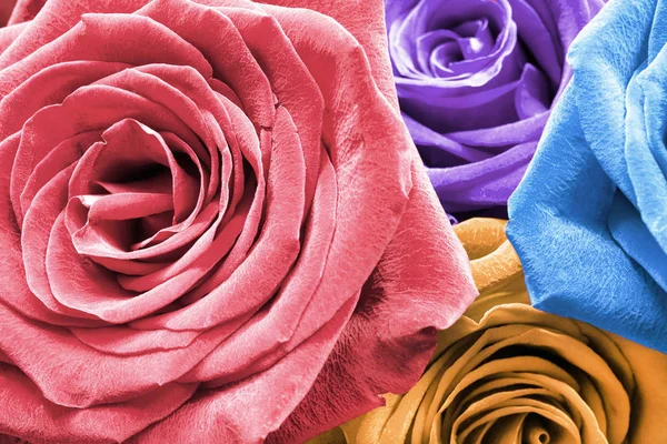 Colorful roses closeup — Stock Photo, Image