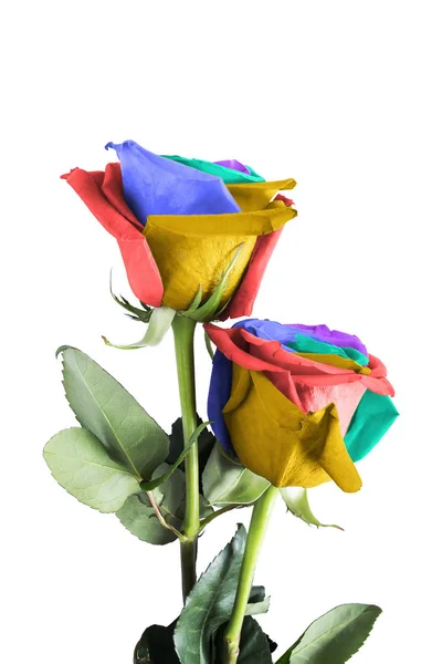 Coloful rosas isoladas — Fotografia de Stock