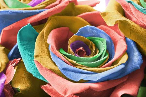 Colorful roses closeup — Stock Photo, Image