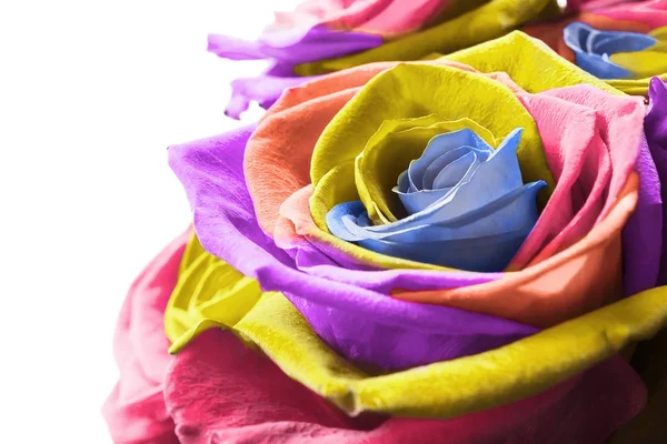 Zbliżenie kolorowe róże — Zdjęcie stockowe