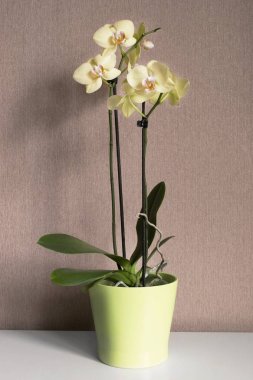 Yellow orchid on a table clipart