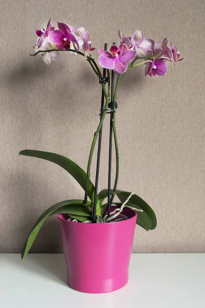 Orquídea rosa em vaso de plantas — Fotografia de Stock