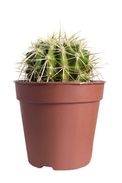 Kaktus w izolowanym garnku — Zdjęcie stockowe