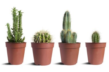 Issız bir saksıda saksılar.