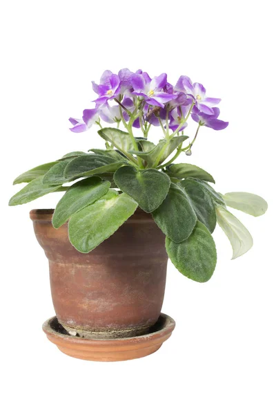 Blommande Viola Kruka Vit Bakgrund — Stockfoto