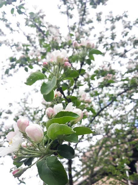 Blommande Trädgård Äpple Träd Grenar Närbild — Stockfoto
