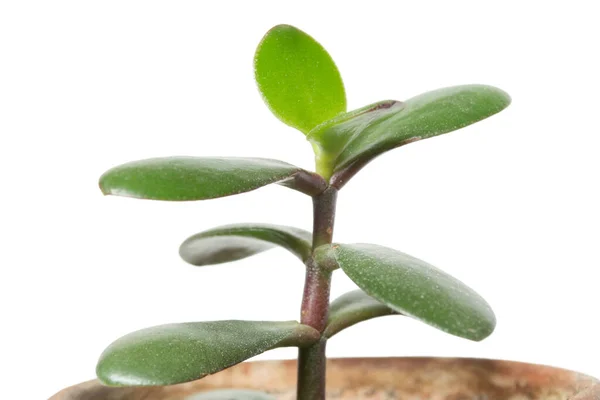 Pequena Crassula Ovata Planta Sala Clousep Fundo Branco — Fotografia de Stock