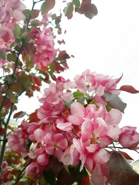 Blommor Rosa Trädgård Äpple Träd Närbild — Stockfoto