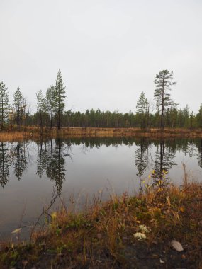 Göl ve güzel çam ormanı.