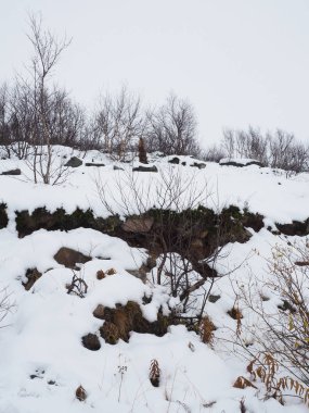 Tundra Ormanı Güzel kar altında