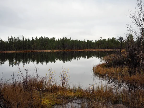 Jezero a krásný borový les — Stock fotografie