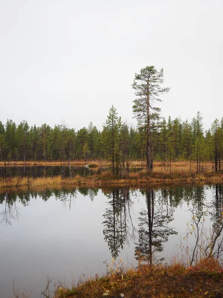 Het meer en het prachtige dennenbos — Stockfoto