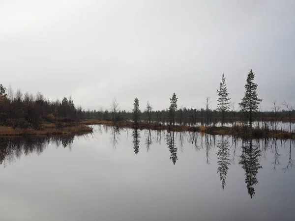 Jezero a krásný borový les — Stock fotografie