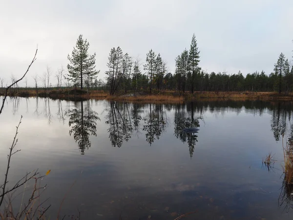 El lago y el hermoso bosque de pinos — Foto de Stock