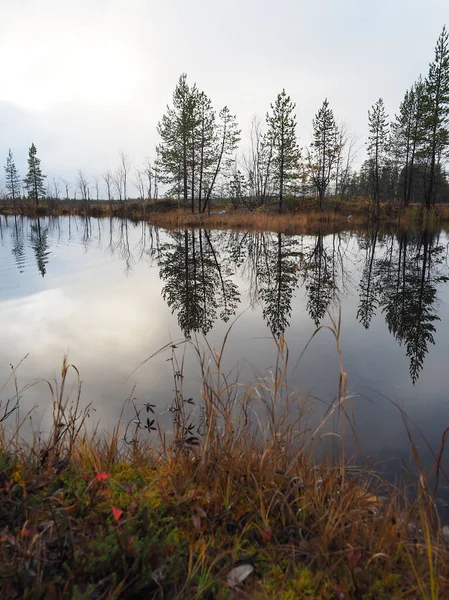 Озеро і красивий сосновий ліс — стокове фото