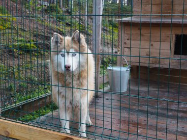 Çiftlikte kızak köpeği Kış için hazırlan