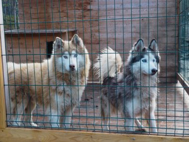 Çiftlikte kızak köpeği Kış için hazırlan