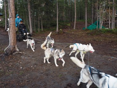Çiftlikte kızak köpeği Kış için hazırlan
