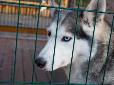 Çiftlikte kızak köpeği Kış için hazırlan